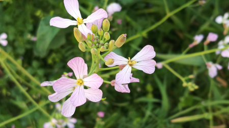 Cuckooflower, Caltha palustris, is a species of flowering plant.