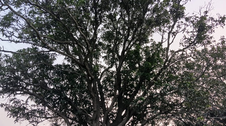 Tree silhouette in the morning at the park, Bangkok, Thailand.