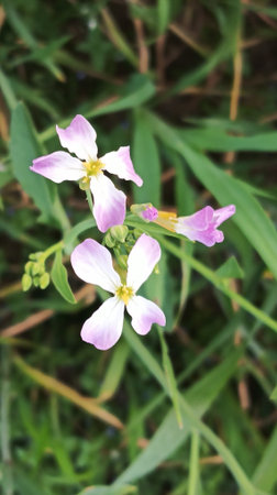 Cuckooflower in the garden, closeup of photo.の写真素材