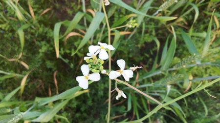 Blurred image of white flowers in the meadow. Nature backgroundの写真素材