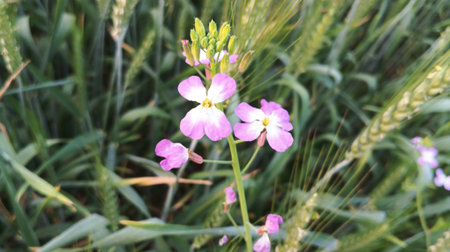 Close up of wild flowers in the field. Spring nature background.