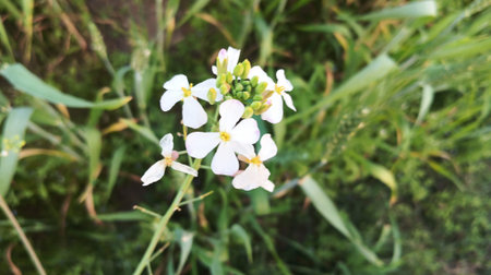 White flower in the garden with green grass background. (Selective focus)