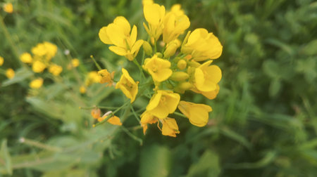 Rape blossoms in the meadow. Shallow depth of field.の写真素材
