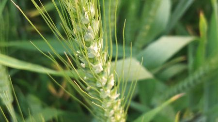 Close up of green wheat ears in the field, shallow depth of field
