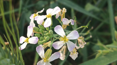 Cuckooflower, Cucumis sativus, is a perennial flowering plant in the family Rosaceae.