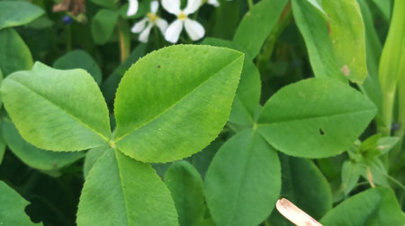 Green clover leaves with white flowers in the garden, stock photo
