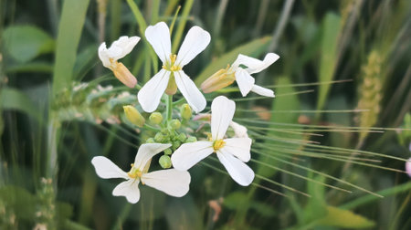 Close up of a white flower in a wheat field in summer.の写真素材