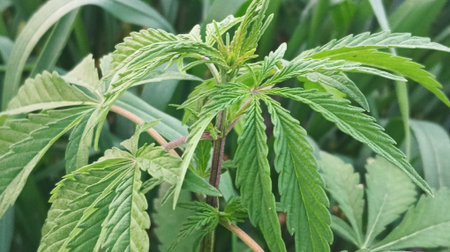 cannabis plant growing in the field, closeup of marijuana leaves