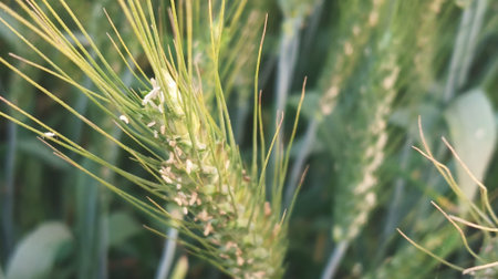 Wheat field in the summer. Close-up of wheat ears.