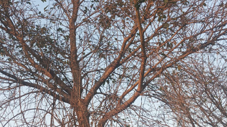 Tree branch in the morning light. Natural background. Toned.