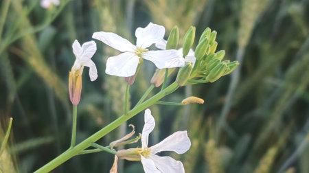 close up of white corn flower in the field, soft focus.