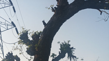 Low angle view of a tree with a blue sky in the background