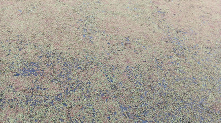 The surface of the water hyacinth in the pond is covered with moss.の写真素材