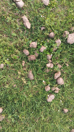 Objects on the green grass in the park, top view
