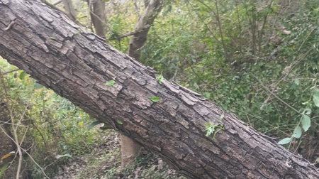 Fallen tree in the jungle. The concept of environmental pollution.