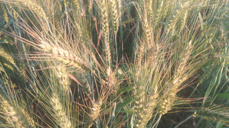 Wheat field in the morning light. Beautiful background of ripening ears of wheat