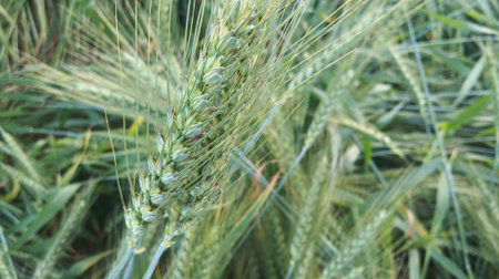 Close up of green wheat ears in the field, shallow depth of field