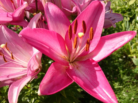Flowers In The Garden. Summer Fresh Flowers.の写真素材