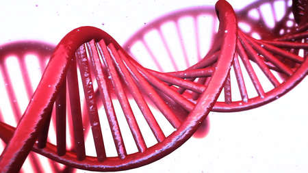 model of DNA strands.の写真素材