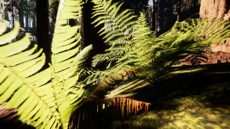 Flying through the beautiful forest treesの写真素材