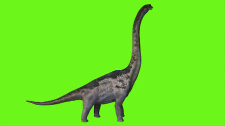 Dinosaur Braquiossauro on green screen. 3D Rendering.の写真素材