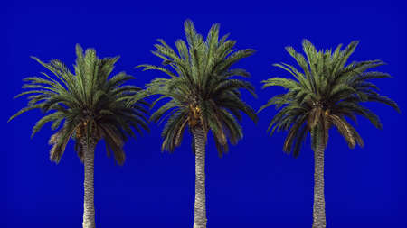Palm trees in the wind on blue screen. Beautiful summer background. 3D Rendering