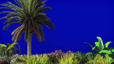 The branches of palm tree and Tropical plant in the wind on blue screen. Beautiful summer background. 3D Renderingの写真素材