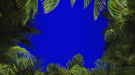 The branches of palm tree in the wind on blue screen. Beautiful summer background. 3D Renderingの写真素材