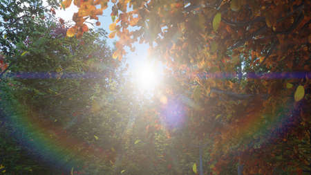 Autumn leaves fall from trees in autumn Park. Autumn colorful Park on a Sunny day. 3D Renderingの写真素材