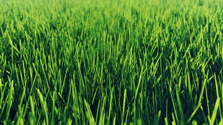 Beautiful  of morning green grass. 3D Renderingの写真素材