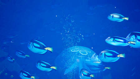 Fabulous Tropical Marine Life. Tropical underwater marine life and tropical beautiful underwater marine ocean landscape. Green algae and mysterious jellyfish.の写真素材