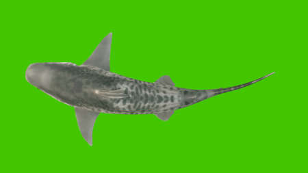 The shark swims under the water, the view from the top.の写真素材