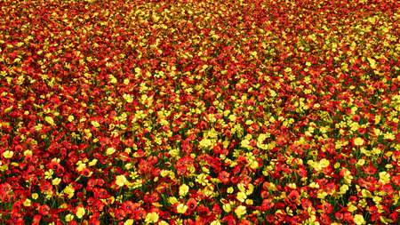 Camera flight over an endless colorful flower field on a clear Sunny summer day.の写真素材
