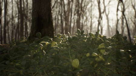 Early morning in the spring sunny forest. The suns rays make their way through the trees and illuminate the green grass and last years leaves. The image is for nature backgrounds. 3D Rendering.の写真素材