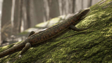A viviparous lizard stands on a stone overgrown with moss in the morning forest. A lizard standing...