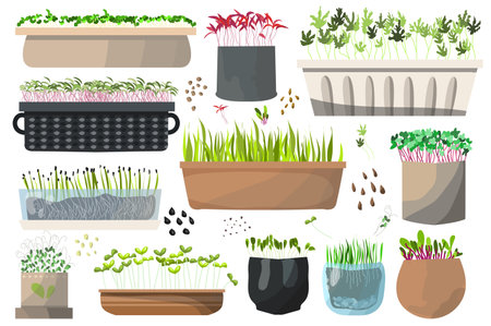 Microgreen big icon set concept in the flat cartoon style. Image of microgreens in various decorative pots. Vector illustration.のイラスト素材