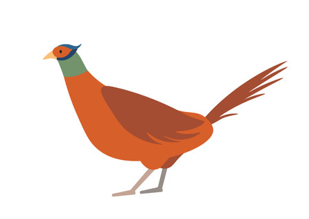 Concept Cute animals bird pheasant. A flat cartoon illustration depicts a cute pheasant bird in a vibrant and lively scene. Vector illustration.のイラスト素材