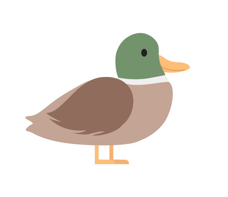 Concept Cute animals duck. This is a flat vector illustration of a cute brown duck. The design is a playful concept that would be perfect for use in childrens books. Vector illustration.のイラスト素材