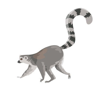 Concept Fauna animal lemur. This is a flat vector illustration depicting a lemur, an exotic animal native to Madagascar. Vector illustration.のイラスト素材