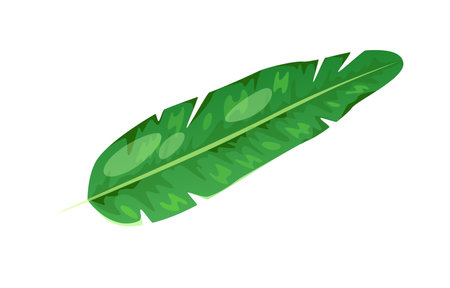 Concept Jungle botany plant leaf. In this botanical illustration, a beautifully rendered green leaf takes center stage against a clean white background. Vector illustration.のイラスト素材