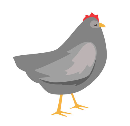 Concept Farm village field garden chicken. The illustration is a flat vector design of a chicken commonly found on a farm or garden. Vector illustration.のイラスト素材