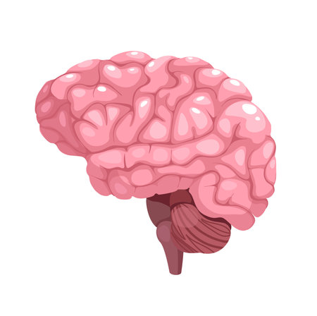 Concept Human brain anatomy. This detailed and accurate vector illustration of the human brain provides a clear and informative depiction of the brains anatomy. Vector illustration.のイラスト素材