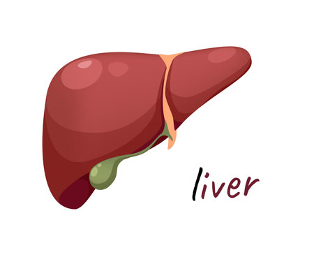 Concept Human anatomy organ liver. This illustration is a flat vector design of a cartoon liver organ, presented in a colorful and eye-catching concept. Vector illustration.のイラスト素材