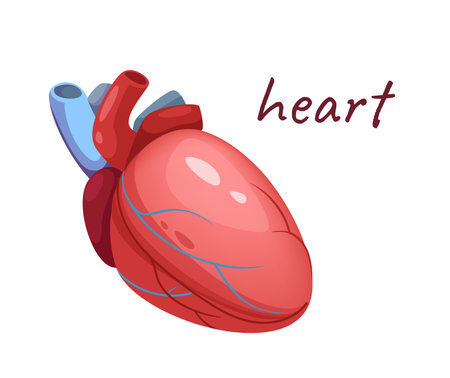 Concept Human anatomy organ heart. The illustration is a flat, vector, cartoon-style design of the human heart, depicted on a white background. Vector illustration.のイラスト素材