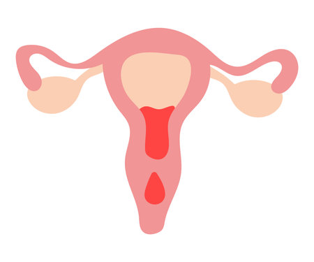 Menstruation element of colorful set. This illustration transforms the uterus into an elegant portrayal of the menstrual cycle against a clean white backdrop. Vector illustration.のイラスト素材