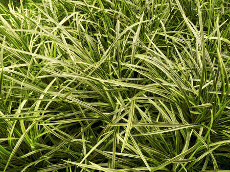 Fresh green  grass seamless patternの写真素材