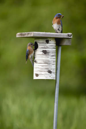 A male and female bluebird sit on their house ready to feed their youngの写真素材
