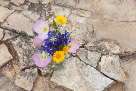 A bouquet of Texas wildflowers from the Texas Hill Country in a mason jar shot from overhead on stone ground. Evening primroses, bluebonnets and yellow daisies.の写真素材