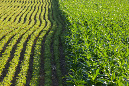 Rows of corn and soybeans next to each other in a sunlit field on a summer dayの写真素材
