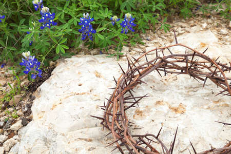 Crown of thorns on rocky ground next to a patch of Texas Bluebonnetsの写真素材